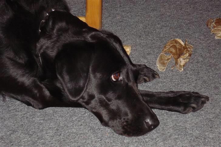Labrador retriever Futte <3 - træt...  =D <3 billede 6