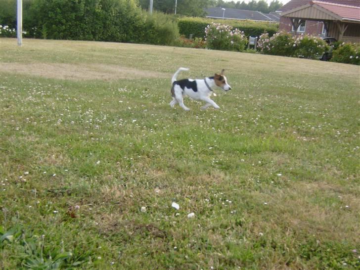 Jack russell terrier Milo - R.I.P billede 5