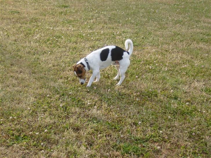 Jack russell terrier Milo - R.I.P billede 6