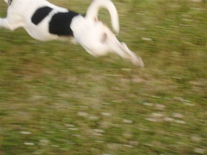 Jack russell terrier Milo - R.I.P billede 7