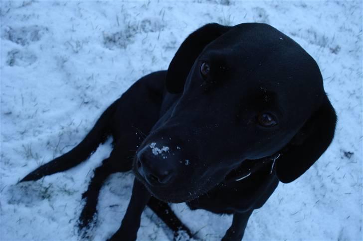 Labrador retriever Futte <3 - sne på tuden<3 billede 7