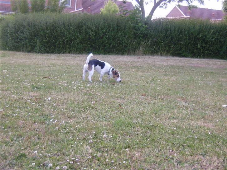 Jack russell terrier Milo - R.I.P billede 8