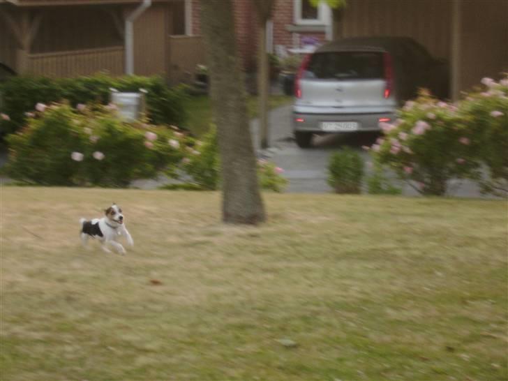 Jack russell terrier Milo - R.I.P billede 9