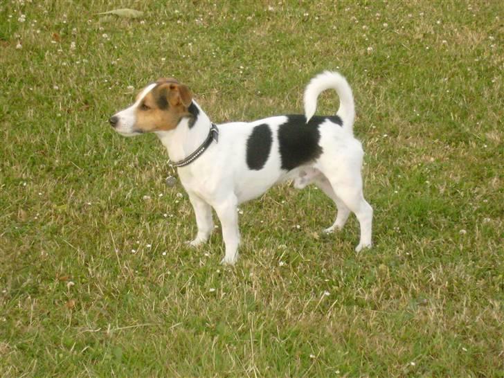 Jack russell terrier Milo - R.I.P billede 10