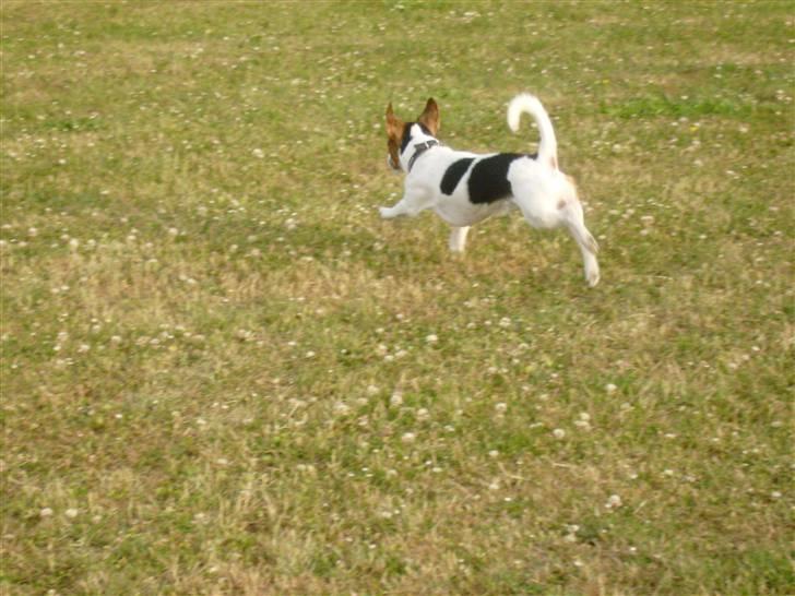 Jack russell terrier Milo - R.I.P billede 11