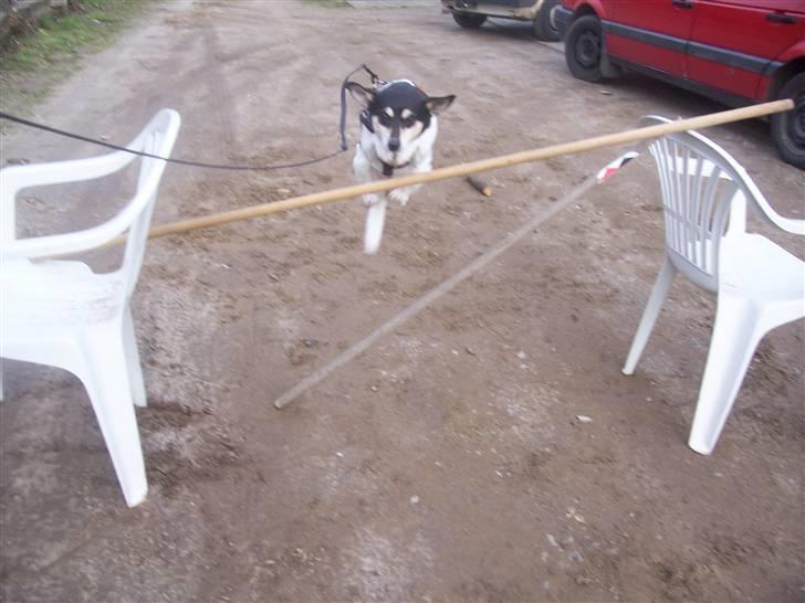 Glathåret foxterrier Mille - 2 gang mille springer! Sååå stolt! billede 13