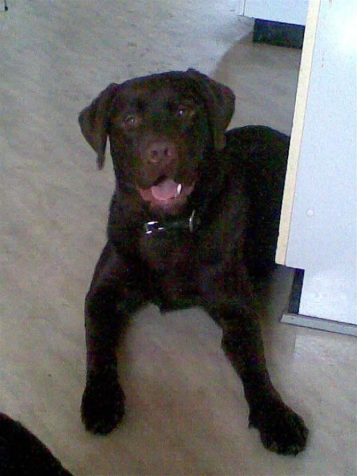 Labrador retriever Samson - Taget i maj/juni. billede 1