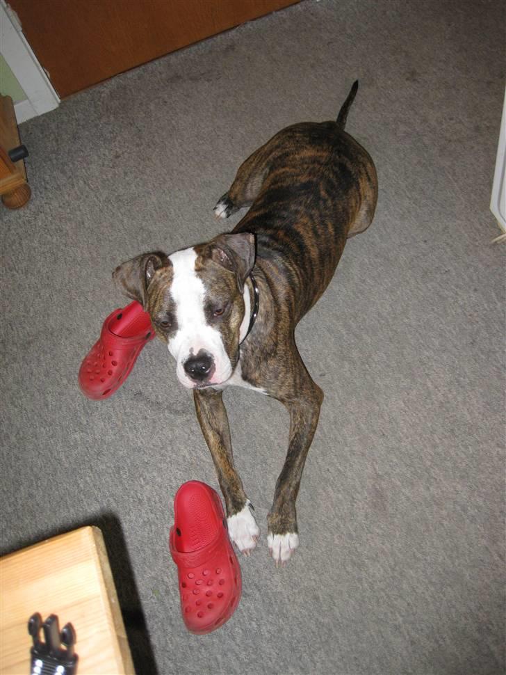 Amerikansk staffordshire terrier Angie RIP. billede 12