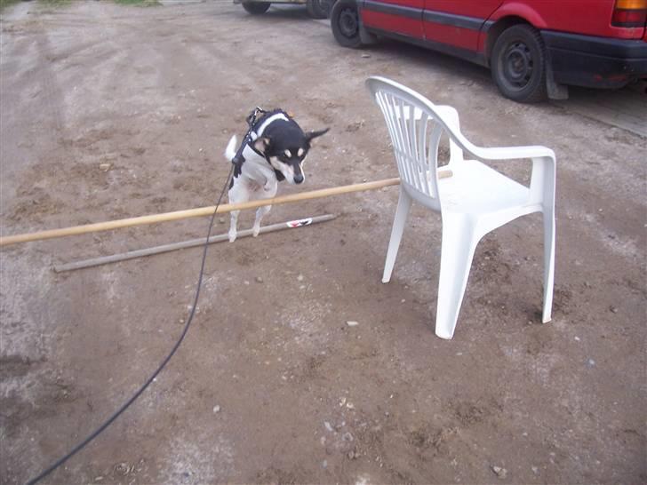 Glathåret foxterrier Mille - 2 gang spring opvarmning  billede 14