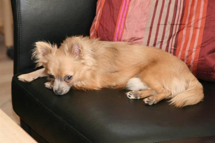 Chihuahua Dolph - Puha - Tweety er hård at lege med billede 13