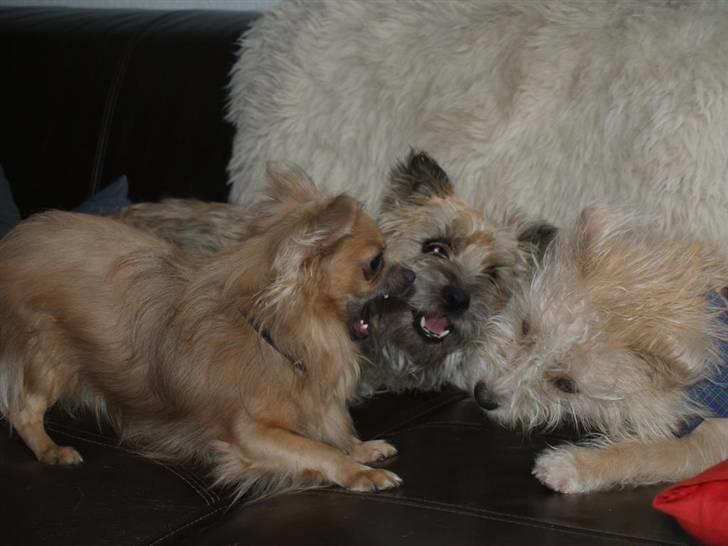 Chihuahua Dolph - Dolph leger vildt med Stella og Pero billede 14