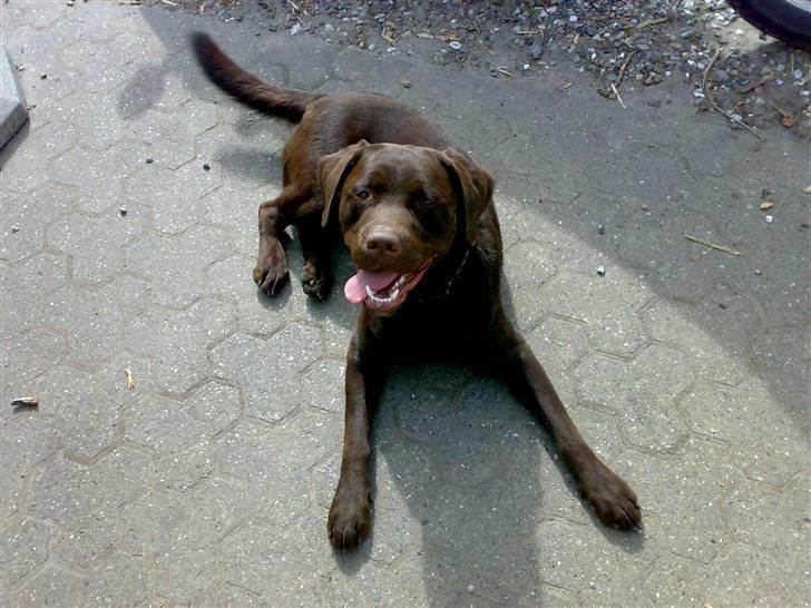 Labrador retriever Samson - Taget i maj/juni. billede 2