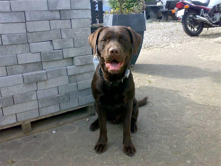 Labrador retriever Samson - Taget i maj/juni. billede 3