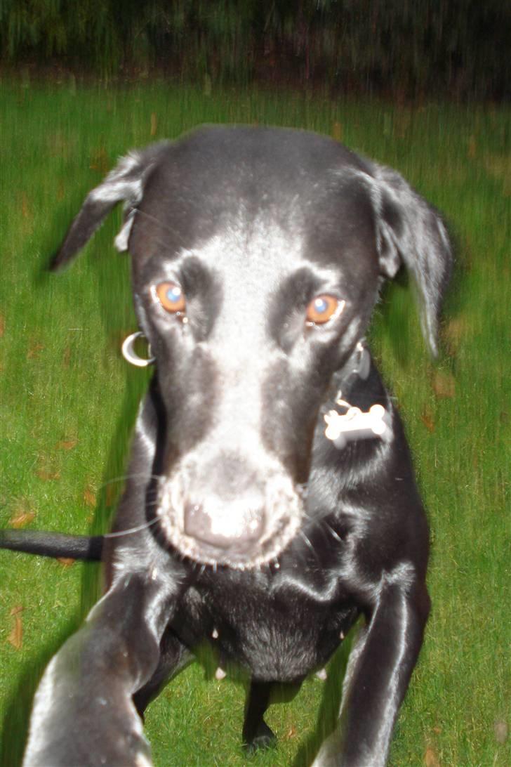 Labrador retriever Futte <3 - Futtes smukke hoved<33 billede 8