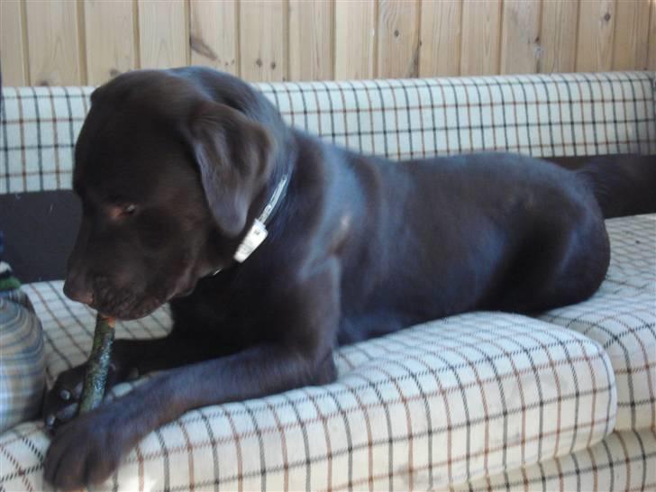 Labrador retriever Samson - Så ligger han lige i sofaen ude i udestuen, det eneste sted man må ligge i en sofa :D billede 4