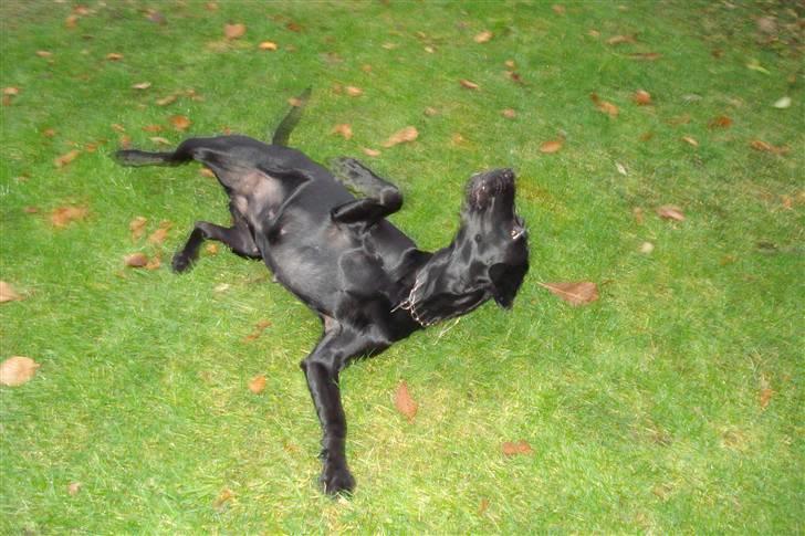 Labrador retriever Futte <3 - ruld rundt!!<33 billede 9