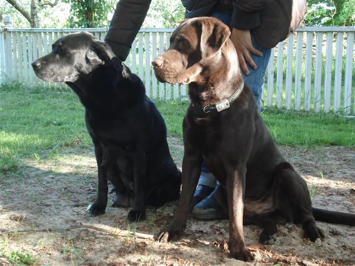 Labrador retriever Samson - Taget i maj/juni. billede 5