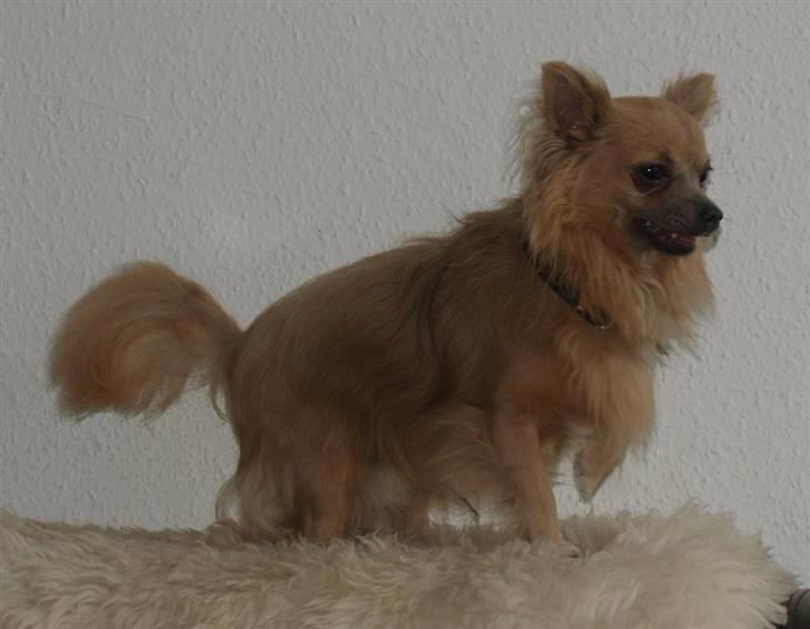 Chihuahua Dolph - Uhh - et lammeskindstæppe! billede 15