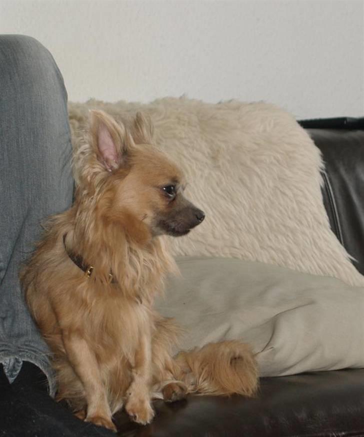 Chihuahua Dolph - Læææner mig lige op ad Peros mors ben billede 16