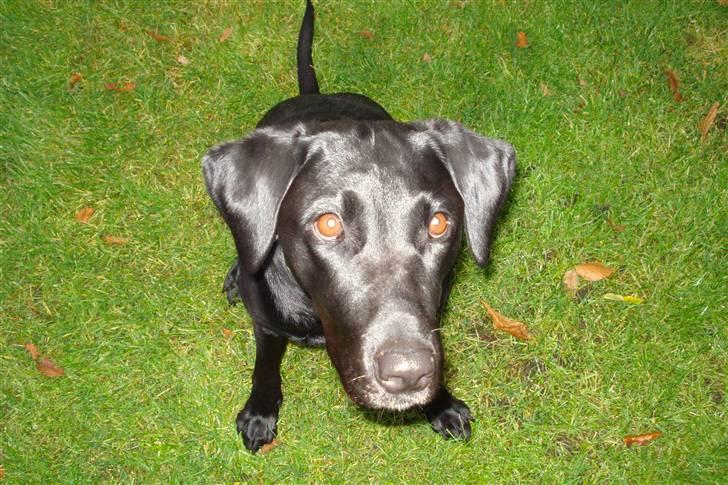 Labrador retriever Futte <3 - futte kiggersødt<33 billede 10