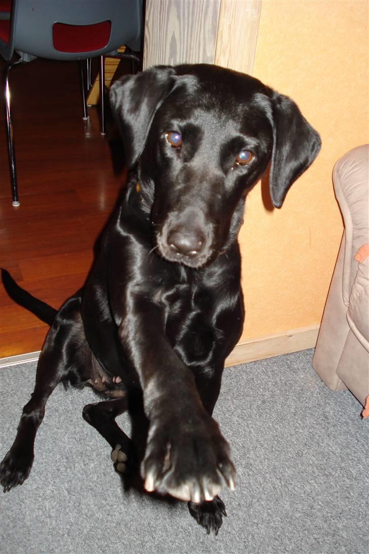 Labrador retriever Futte <3 - vinke(: <3 billede 11