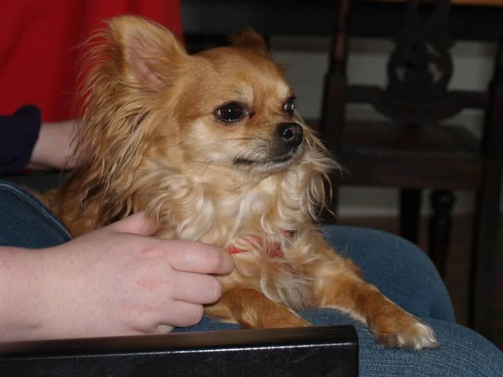 Chihuahua Birkedals Bitten - Holder liiiige øje med de andre billede 9