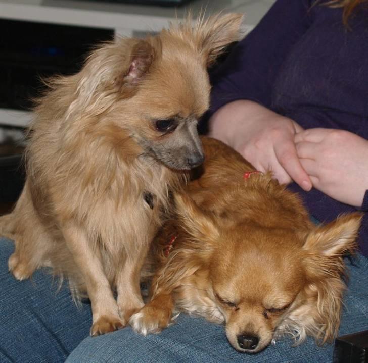 Chihuahua Birkedals Bitten - Godt at have Dolph ved min side billede 10