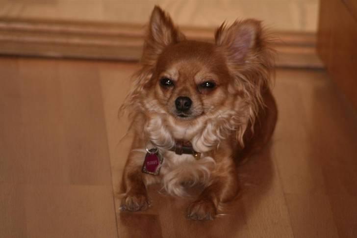 Chihuahua Birkedals Bitten - uhm.. køligt gulv billede 11