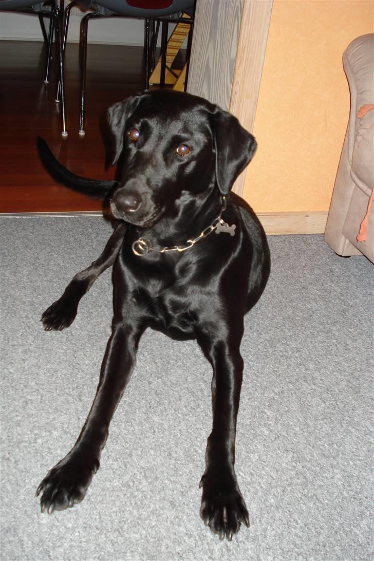 Labrador retriever Futte <3 - lige ved at dække billede 12