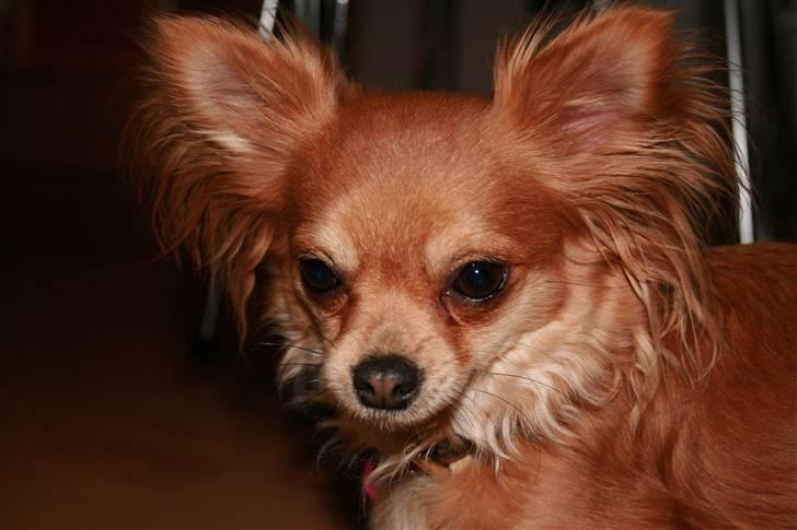 Chihuahua Birkedals Bitten - Sagde du noget? billede 12