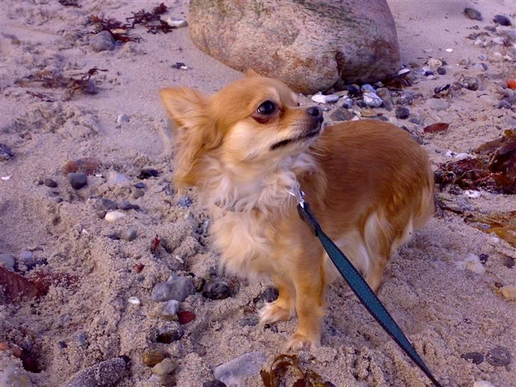 Chihuahua Birkedals Bitten - På stranden! billede 13