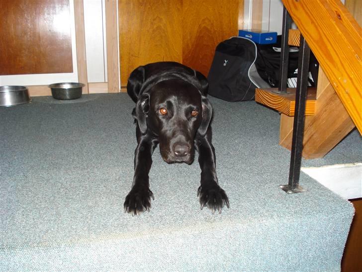 Labrador retriever Futte <3 - slapper lige lidt a<33 billede 13
