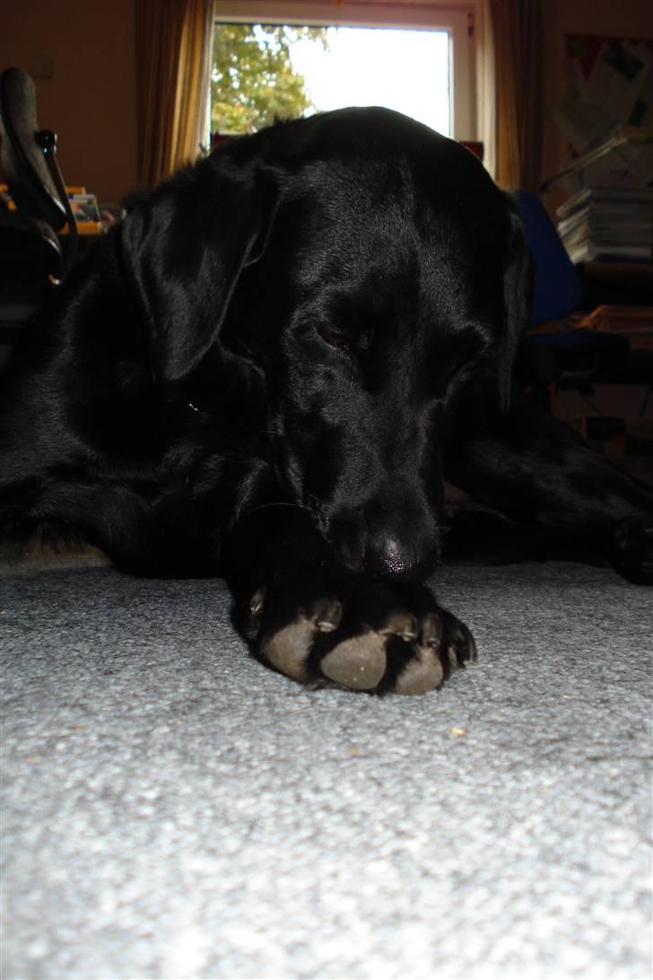 Labrador retriever Futte <3 - åh <33 billede 14