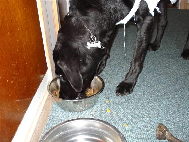 Labrador retriever Futte <3 - mmm mad<33 billede 15