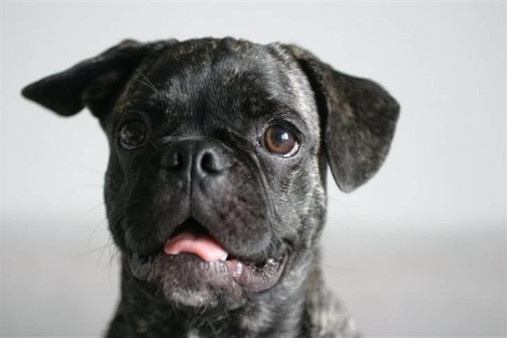 Blanding af racer Magnus billede 1