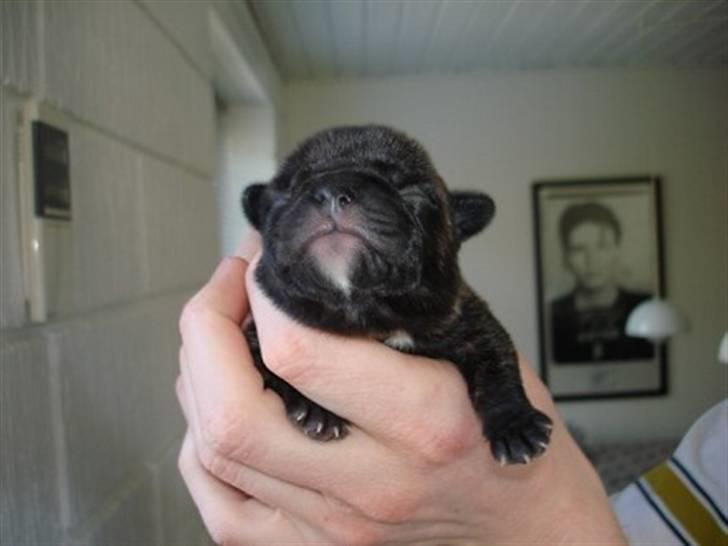 Blanding af racer Magnus billede 2