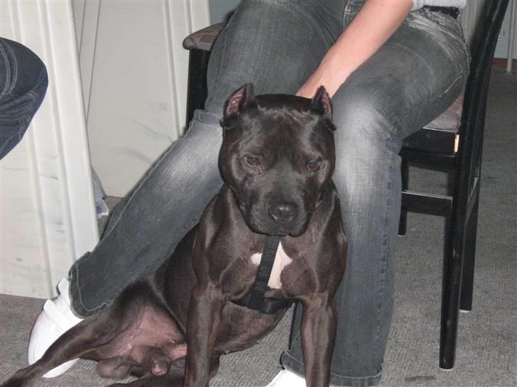 Amerikansk staffordshire terrier R.I.P diablo skat, miss u billede 5