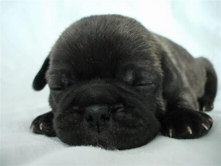 Blanding af racer Magnus billede 3