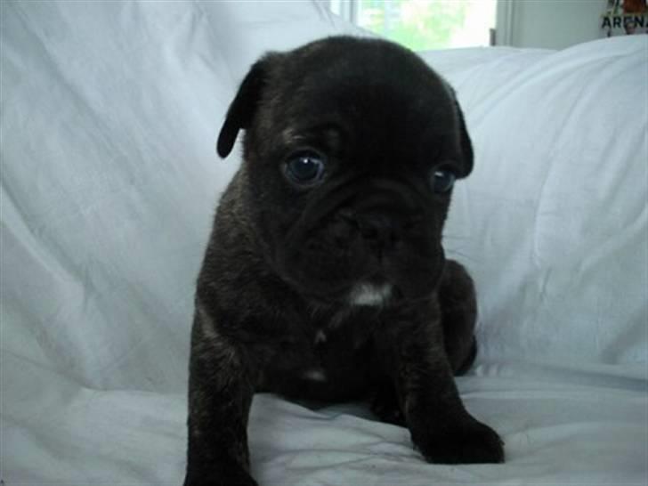 Blanding af racer Magnus billede 4