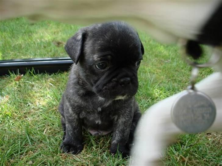 Blanding af racer Magnus billede 5