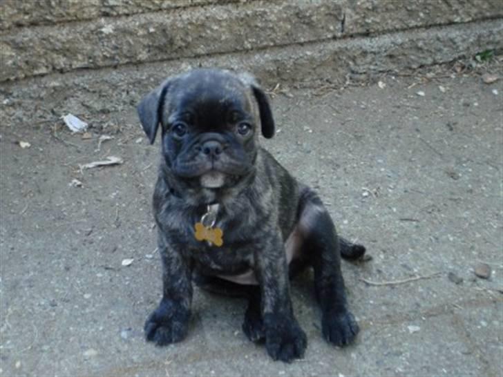 Blanding af racer Magnus billede 6