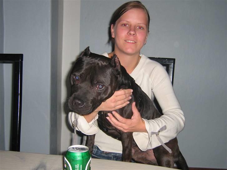 Amerikansk staffordshire terrier R.I.P diablo skat, miss u billede 6
