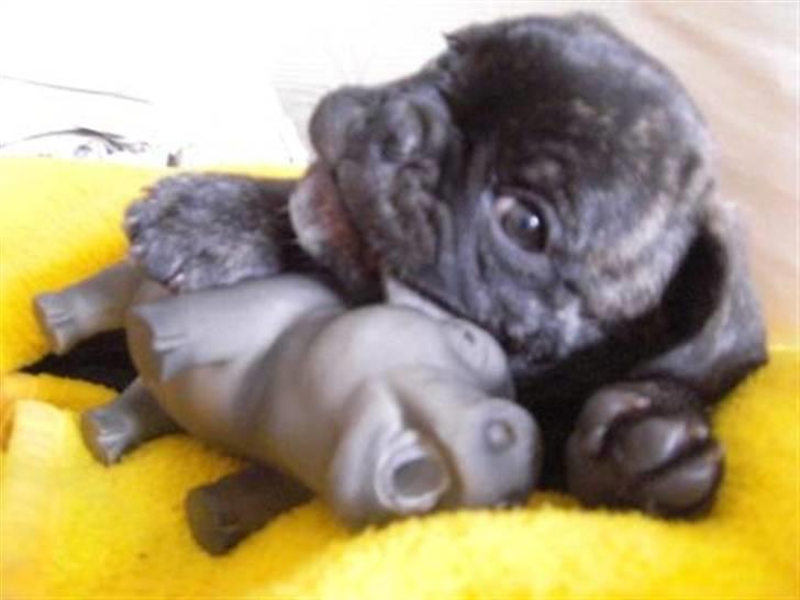 Blanding af racer Magnus billede 7