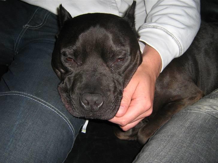 Amerikansk staffordshire terrier R.I.P diablo skat, miss u billede 7