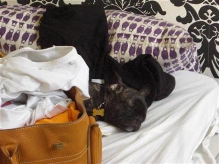 Blanding af racer Magnus billede 10