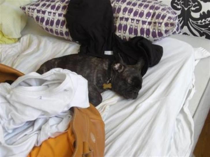 Blanding af racer Magnus billede 11