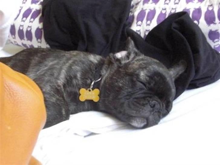 Blanding af racer Magnus billede 12