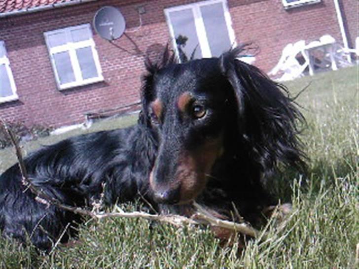 Gravhund King - Hmm hvilken pind er dette ? billede 1