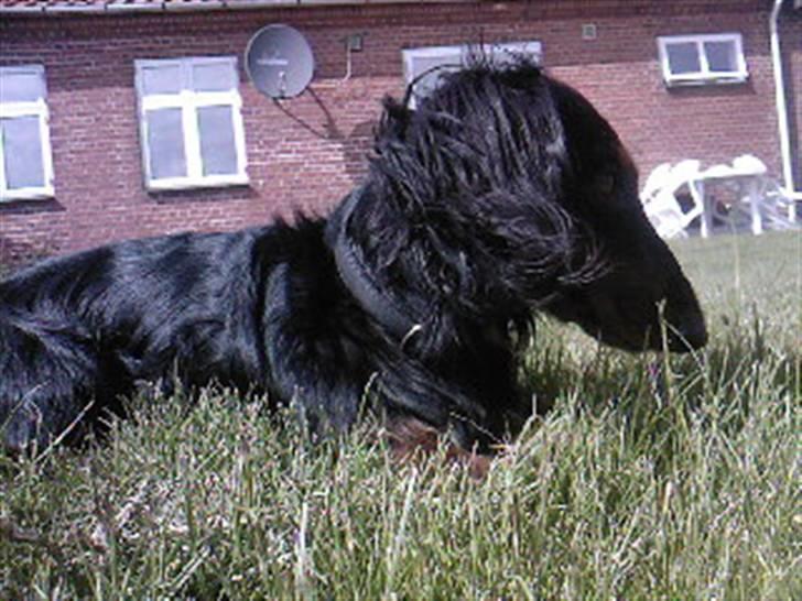 Gravhund King - Sagde den der ting noget ? o: billede 2