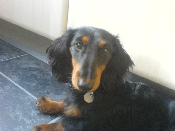 Gravhund King - Jaja, her er jeg baby hund d: billede 3